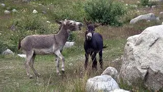 Забавные ослики альплагеря Безенги