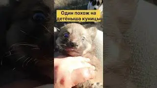 Пожалуйста, разбирайте малышей из приграничной зоны🙏