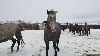 Выпустили лошадей на прогулку