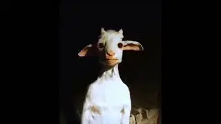 Skinwalker g.o.a.t.