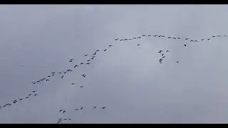 Стая птиц