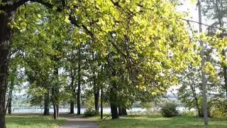 Вальс 