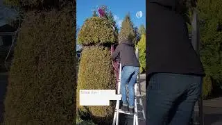 This Oregon shrub is NSFW, stops traffic in Portland suburb