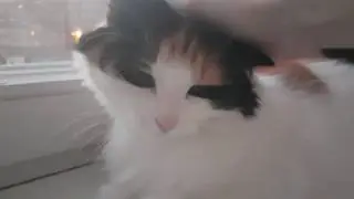 Неистово глажу кошечку на рассвете
