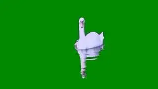 Футаж - Белый лебедь на пруду