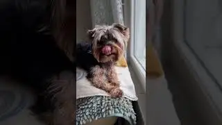 Томмик передает привет своей маленькой подписчице, девочке Софии🤚😍🐕
