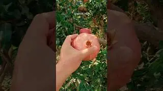 #какРастутГранаты