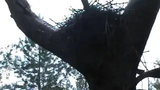Гнездо Черного аиста