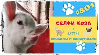 Смешные Животные 😜 Смешные Коты 😻 Смешные Собаки 😂 Funny Animals 🤣