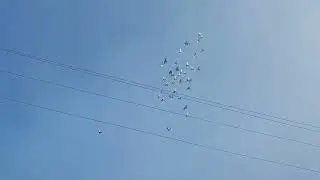 Гон голубей 17.07.22г.