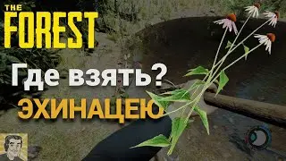 The Forest. Эхинацея