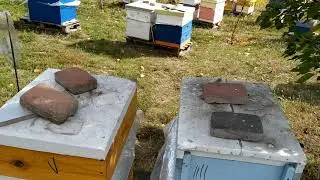 Контроль кліща на пасіці