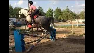 horse jumping training (прыжки на лошади)