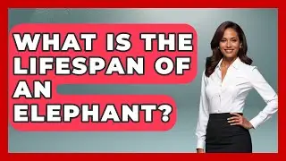 What Is The Lifespan Of An Elephant? - The Wild Life Explorer