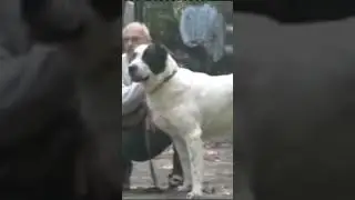 Партос