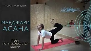 Марджариасана, поза потягивающейся кошки, отрывок из тематического урока 