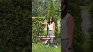 ДАРИМ ГАЙД ПО УХОДУ ЗА ТУЯМИ НА ГОД👉 ссылка в описании канала #сад #дача #садовыйцентр #длядачи
