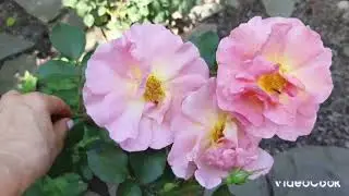 Сад в августе 2024.  Розы 🌹Гортензии окрасились, как  отцветают и меняются соцветия.