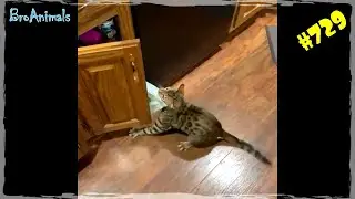 СМЕШНЫЕ КОТЫ И КОШКИ 2020 🐈 Приколы про Котов до СЛЕЗ 😂 Funny Cats 