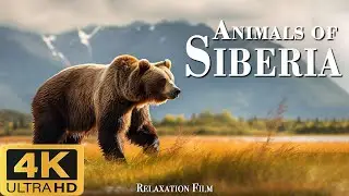 The nature of Siberia (4k Ultra HD) is a relaxing landscape film with a cinematic soundtrack
