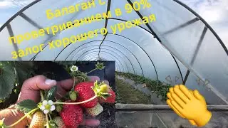 Балаган (парник, туннель, теплица). НОВОЕ ПОКОЛЕНИЕ ДВЕРЕЙ. част 2