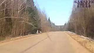 Лось
