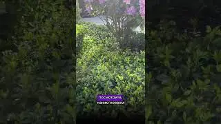 Пахизандра верхушечная. 459 рублей, в Садовом центре Gardens 