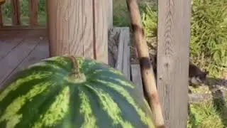 Кто ты воин? АХИЛЕС СЫН ПЕЛЕЯ  ДО СЛЁЗ😂
