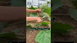 Eggplant Farming Techniques      Remove Side Branches 