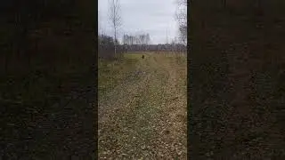 Канадский волк - гибрид. 16 октября (2).