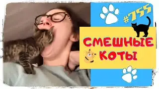 СМЕШНЫЕ КОТЫ 😂 Приколы с Котами 🐈 и Кошками 😼 Funny Cats 