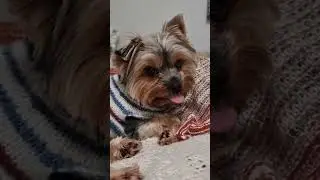 Мой антистресс 🥰 🐕 Томми