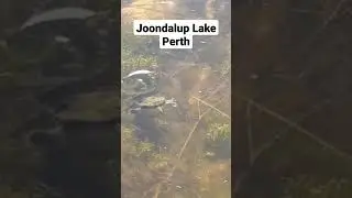 Joondalup Lake Turtle Swimming @InPerth 