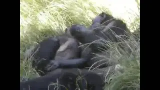 bonoboape couple cuddling