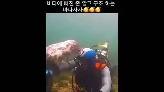 사람 구조하는 바다사자