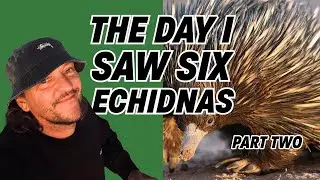 The Day I Saw Six Echidnas - Part Two