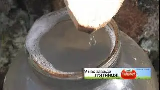 Пора березового соку: як збирати правильно
