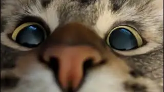подборка смешных КОТОВ!!!