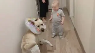 Лабрадор Дома Играет с Мячом, на Улице Дождь