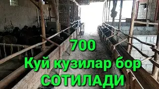 Ёш кочкар совлик куйлар сотилади