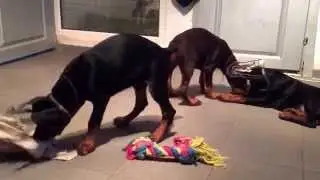 Betelges pups -  Marika Betelges, Miami Betelges, London Larson Betelges, Larissa Betelges