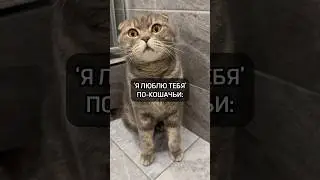 ‘Я люблю тебя’ по-кошачьи