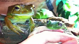 Voigt Feasts on Fingers! Round Frog helps with her Face! (Jens-Butt)