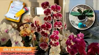 ❗️СДЕЛАЙТЕ ТАК, ЕСЛИ У ВАС НОВАЯ ОРХИДЕЯ! КУПИЛИ ОРХИДЕЮ  ➖ СЛЕДУЙТЕ ВИДЕО-ИНСТРУКЦИИ ДЛЯ НОВИЧКОВ!