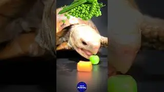 ASMR Tortoise Loves Pea 🫛🐢