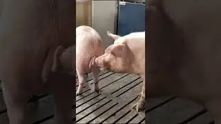 Pigs and Piglets Living Together 