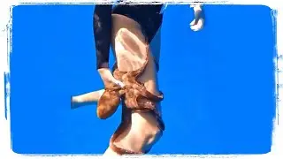 ЛУЧШИЕ ПРИКОЛЫ С ЖИВОТНЫМИ 🐈🐶 СМЕШНЫЕ ВИДЕО 😂 смешные животные 