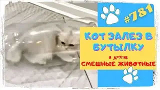 Смешные Животные  😀 Тренды Тик Ток 2021 😂 Тренды Tik Tok 👍 Приколы 2021