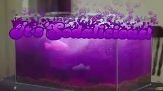 Candy Crush Soda Saga - Watch the fish tank!