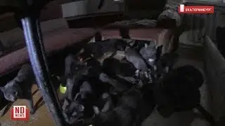 40 кошек неделю без еды. Хозяйка в больнице